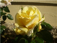 cacf97c2-Picture 212.jpg